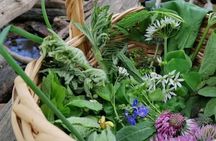 Detmold wild plant foraging guided walk