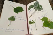 Detmold wild plant foraging guided walk