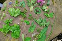 Detmold wild plant foraging guided walk