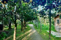 Pizza or gnocchi cooking class in Sorrento