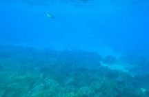 Semi Submarine sunset cruise with unlimited wine and beer