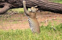 Nyerere National Park two-day safari with two game drives