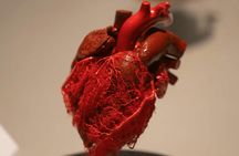 BODY WORLDS & The Cycle of Life exhibition in Chemnitz