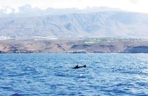 Freebird two-hour sailing experience