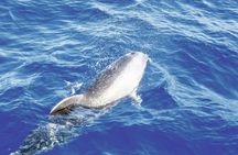 Freebird two-hour sailing experience