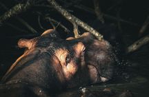 St Lucia iSimangaliso Wetland Park safari and cruise from Durban