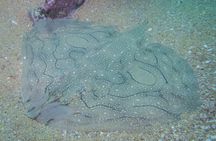 Discover scuba diving in Albufeira