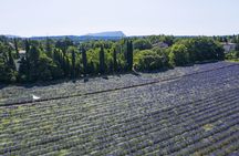 Snacking experience in lavender fields in Aix-en-Provence
