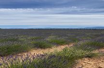 Provence lavender fields and Verdon Gorge guided tour from Nice