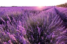Provence lavender fields and Verdon Gorge guided tour from Nice
