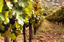 Maipo Valley and Santa Rita garden wine tasting tour from Santiago