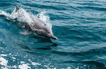 Dolphin watching speedboat ride in Muscat