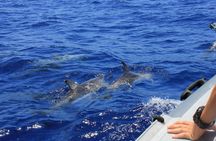 Dolphin watching speedboat ride in Muscat