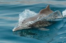 Dolphin watching speedboat ride in Muscat