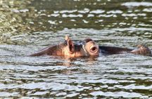 St Lucia iSimangaliso Wetland Park safari and cruise from Durban
