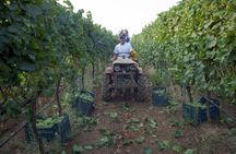 Wine Tasting Experience in Valle d'Itria