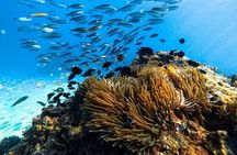 Sunrise Phi Phi cove collection with longtail boat from Krabi
