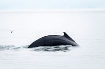 Húsavík whale watching tour in Skjálfandi Bay
