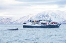 Húsavík whale watching tour in Skjálfandi Bay