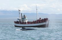 Húsavík whale watching tour in Skjálfandi Bay