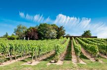 Loire Valley wine tour with tastings in Chinon and Bourgueil vineyards