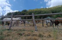 Mavrovo National Park and Bigorski Monastery tour from Ohrid