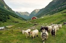 Nature walk, cheese village tour and Flåm fjord cruise