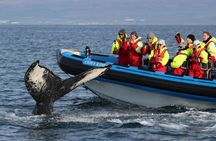 Húsavík whale safari and Puffin Island RIB boat tour