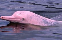 Pink dolphins sightseeing, Koh Tan and Koh Mudsum by speedboat