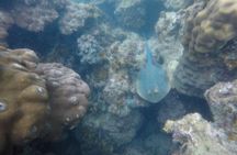 Pink dolphins sightseeing, Koh Tan and Koh Mudsum by speedboat