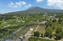 Organic volcanic wine tasting with lunch on Mt. Vesuvius