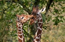 ARTIS Amsterdam Royal Zoo and ARTIS-Groote Museum Entrance Ticket