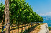Winery guided tour with tasting at Lipovac winery in Građani
