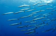 SSI 1 day scuba diver course in Mallorca