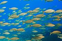 Mallorca dip and dive snorkelling and diving experience