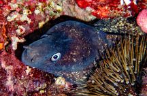 Individual snorkeling excursion by speedboat in Mallorca