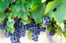 Chianti Lunch with Wine Tasting at Poggio ai Laghi Winery