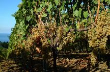 Wine tasting and brunch in a traditional farmhouse