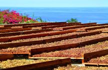 Wine tasting and brunch in a traditional farmhouse