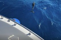 Port Ghalib Snorkeling Cruise from Marsa Alam with Lunch and Drinks