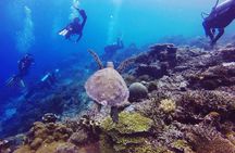Diving experiences and courses in Marsa Alam