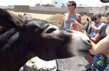 Mykonos farm visit and traditional farming experience