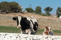 Mykonos farm visit and traditional farming experience