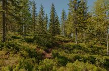 Holmenkollen private walking tour