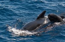 Glass-bottom catamaran whale and dolphin watching cruise