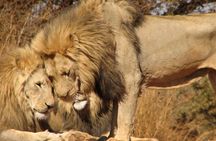 Pilanesberg National Park Safari with Sun City from Johannesburg