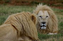 Pilanesberg National Park Safari with Sun City from Johannesburg