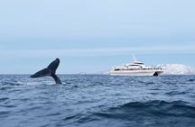 Tromsø whale safari tour with expert guides