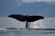 Tromsø whale safari tour with expert guides