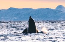 Tromsø whale safari tour with expert guides